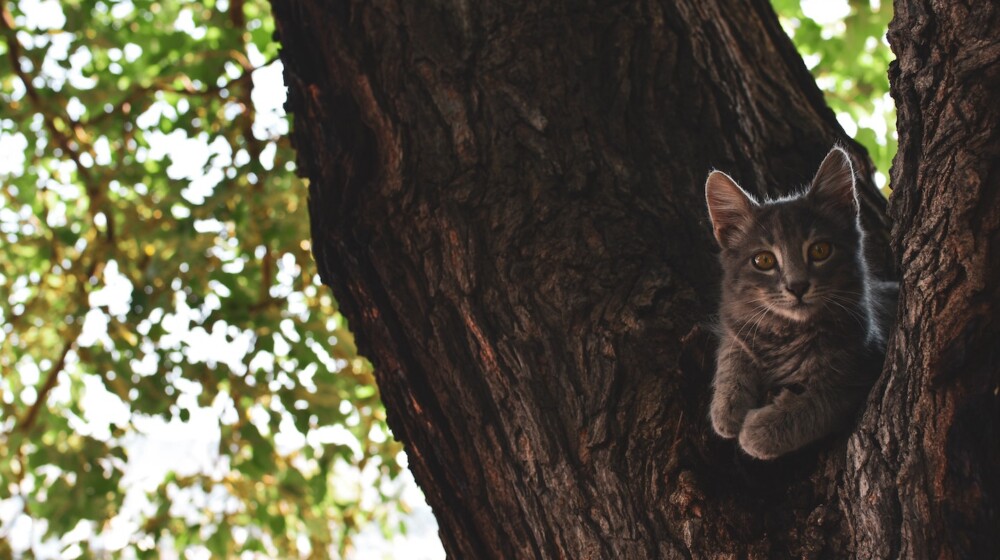 A picture of a small, grey-striped cat in a tree.