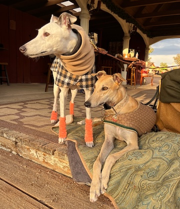 A photo of two adorable greyhound dogs.